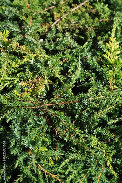 Fototapeta Close up of green juniper shrub texture.