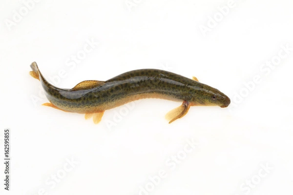 Obraz A loach is isolated on a white background
