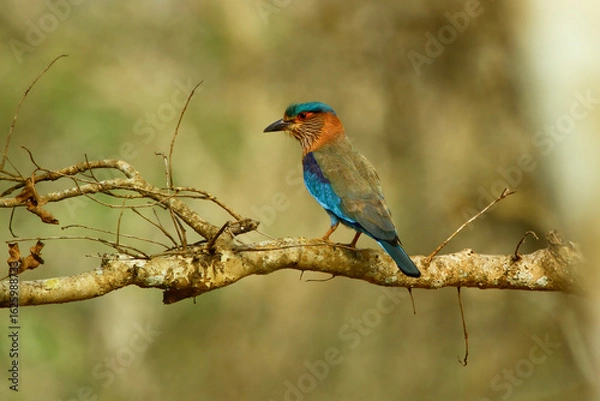 Obraz The indian roller (Coracias benghalensis) bird lives in various ecosystems, prefers warm and sunny plains. They mostly feed on insects such as grasshoppers, praying mantis, crickets, moths, and cicada