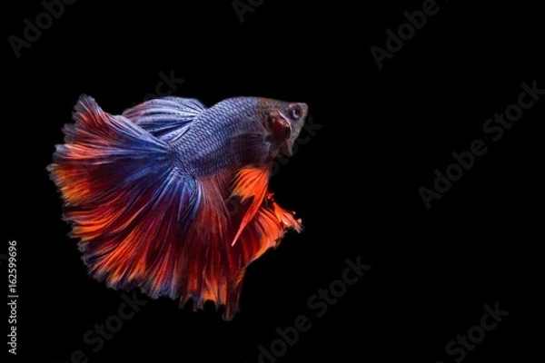 Obraz betta fish isolated on black background.
