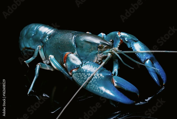 Obraz Blue Crayfish Cherax Destructor, Yabbie Crayfish izolat na czarno