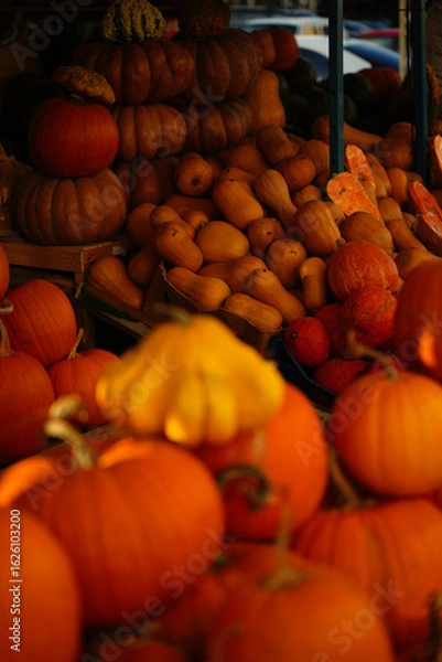 Fototapeta Orange and yellow pumpkins at the farmer's market. Harvest time in autumn.
