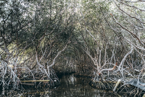 Obraz Mangrove forest