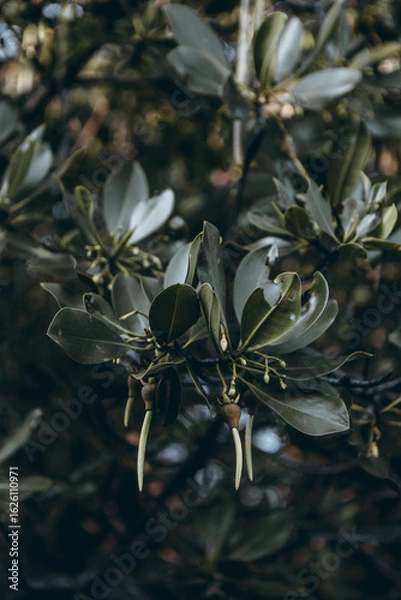 Obraz Mangrove tree and seed