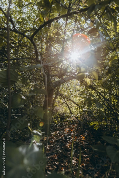 Obraz sun shining through trees