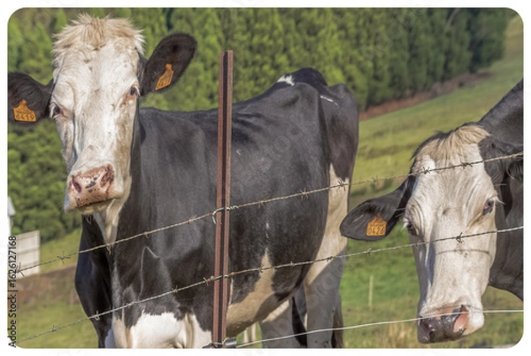 Obraz Vaches laitières