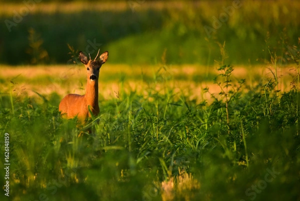 Obraz roe deer in the wild