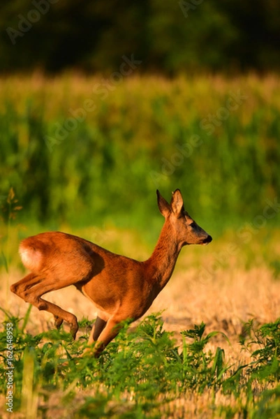 Obraz roe deer in the forest