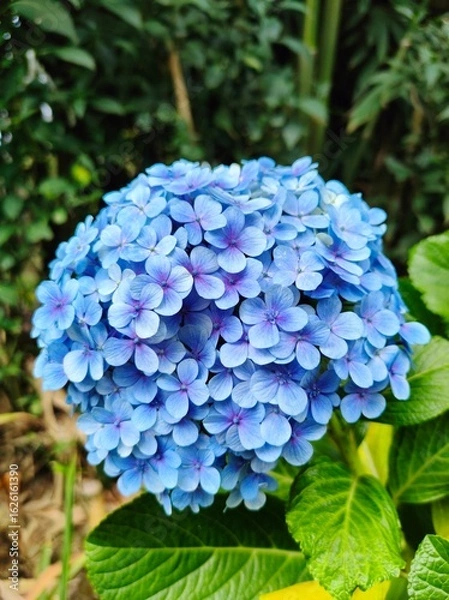 Fototapeta A Mesmerizing Close-up of a Blue Hydrangea in Full Bloom