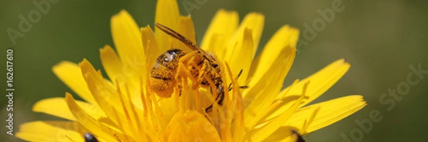 Fototapeta bee covered with pollen