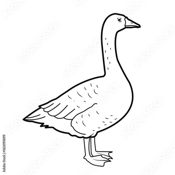 Obraz Poultry. Goose. Outline illustration, isolated on white background, design elements