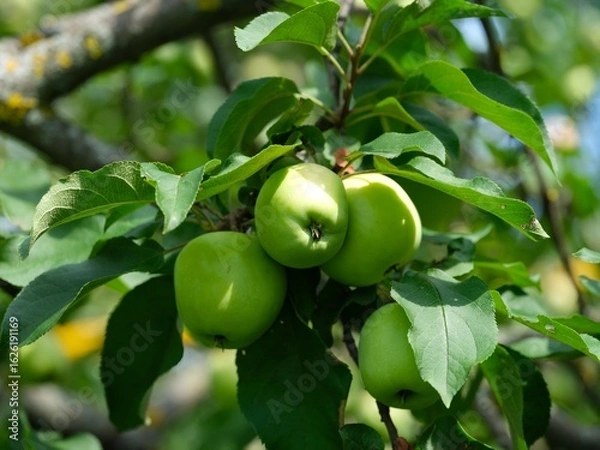 Fototapeta Green apples growing on an apple tree.
