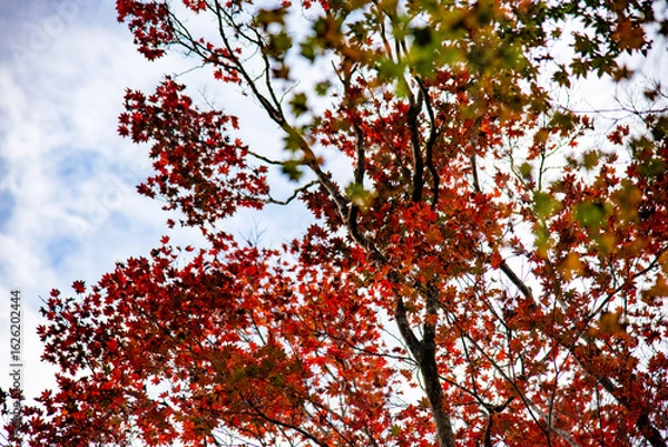 Fototapeta 紅葉
