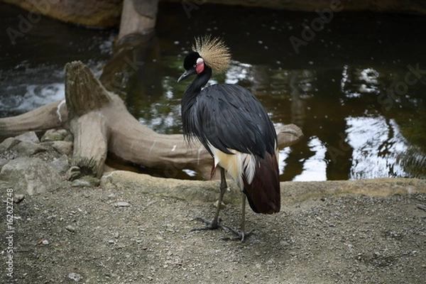 Obraz カンムリヅル