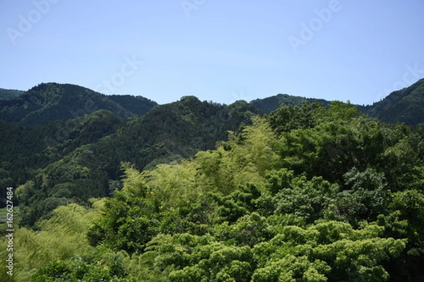 Fototapeta 日本の森