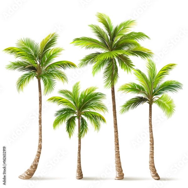 Obraz Zestaw palm. Wektor