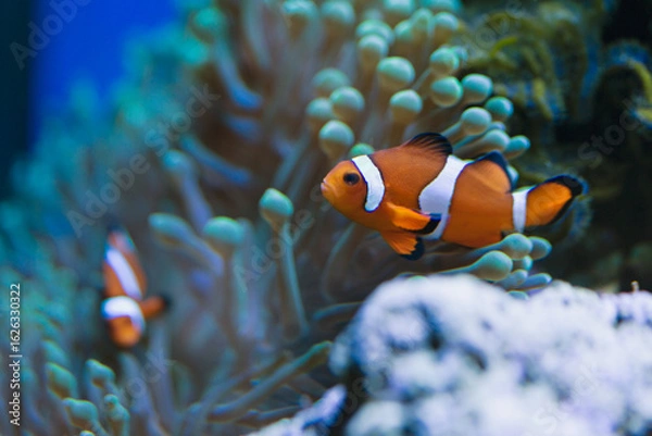 Obraz クマノミとイソギンチャク