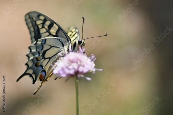 Obraz Machaon