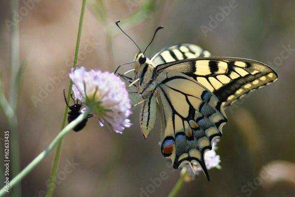 Obraz Machaon