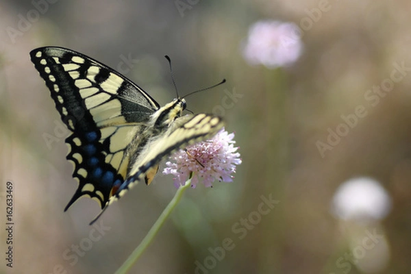 Obraz Machaon