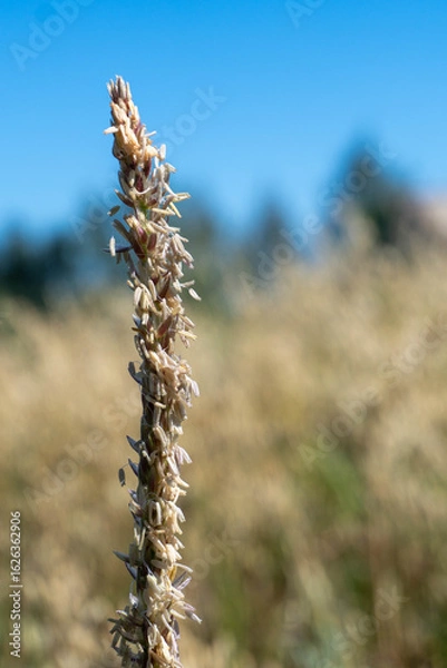 Obraz Young corn plant close-up