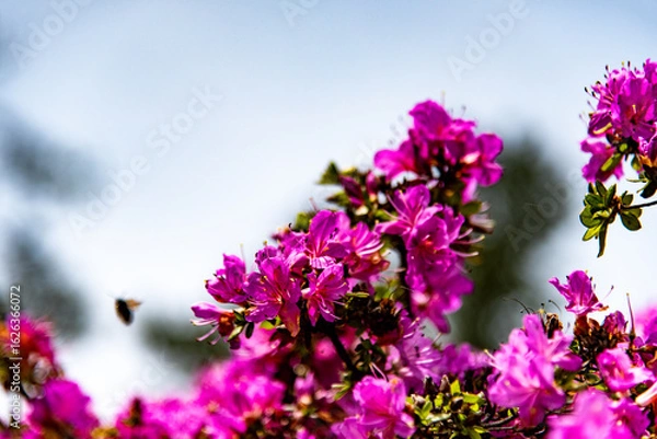 Fototapeta 万年山のミヤマキリシマ