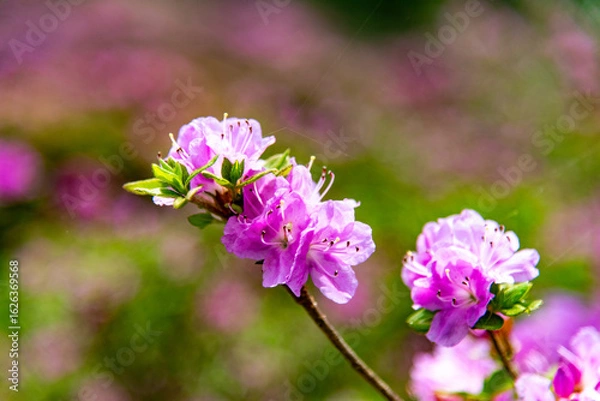 Fototapeta 万年山のミヤマキリシマ