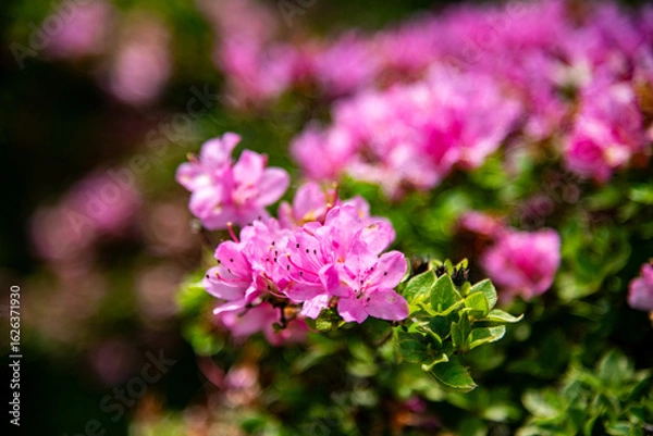 Fototapeta 万年山のミヤマキリシマ