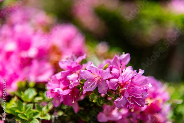 Fototapeta 万年山のミヤマキリシマ