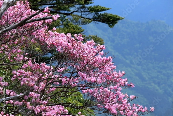 Obraz アケボノツツジを西黒森登山道から眺める　（四国）