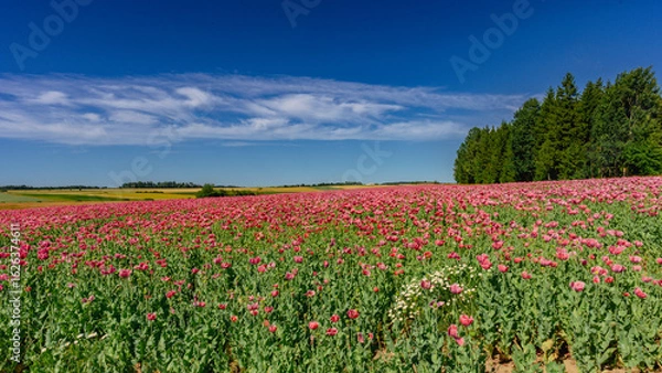 Fototapeta Waldviertler Mohnfeld