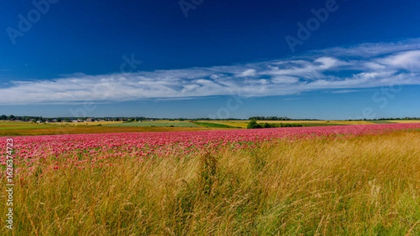 Fototapeta Waldviertler Mohnfeld