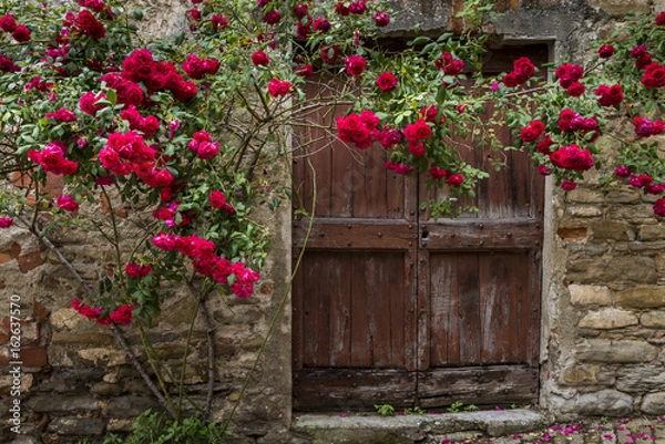 Obraz Roses and Old Door in Mombaldone