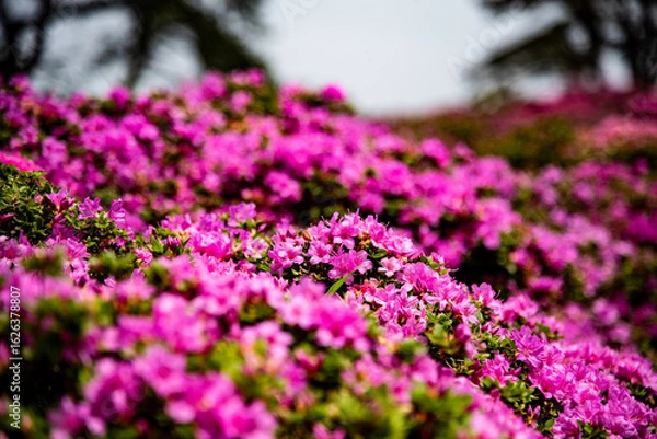 Fototapeta 万年山のミヤマキリシマ