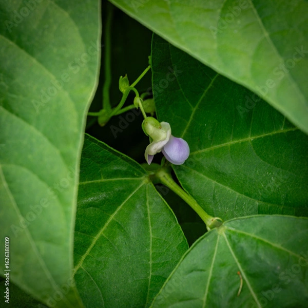 Fototapeta Blumen, Pflanzen