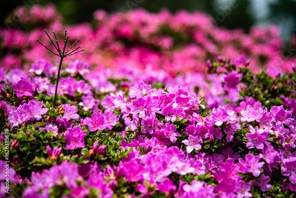 Fototapeta 万年山のミヤマキリシマ