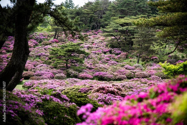 Fototapeta 万年山のミヤマキリシマ
