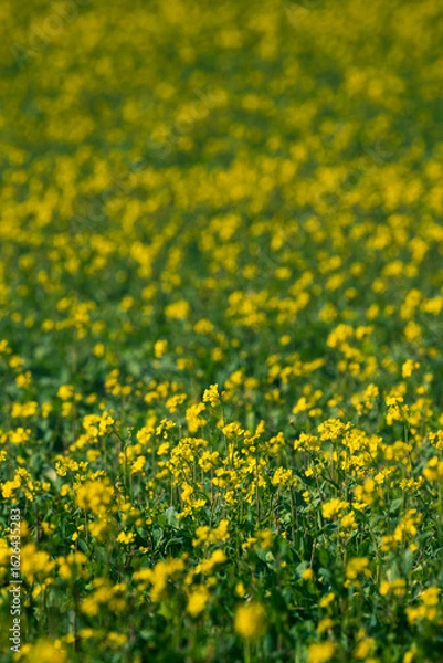 Obraz 제주도의 봄