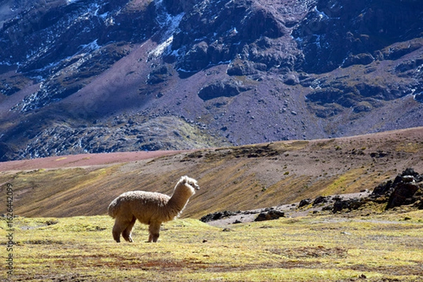 Obraz alpaca in the mountains