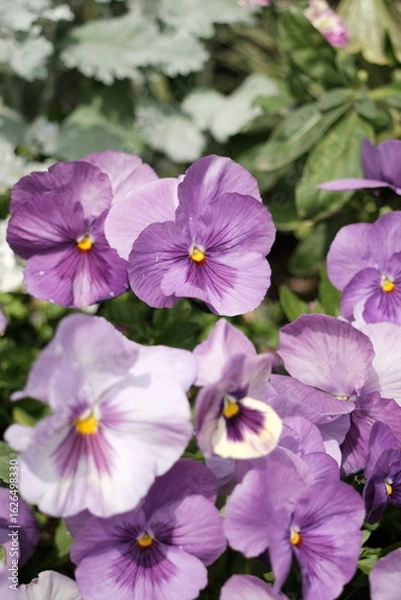 Fototapeta 紫のパンジー — 春のガーデンフラワー