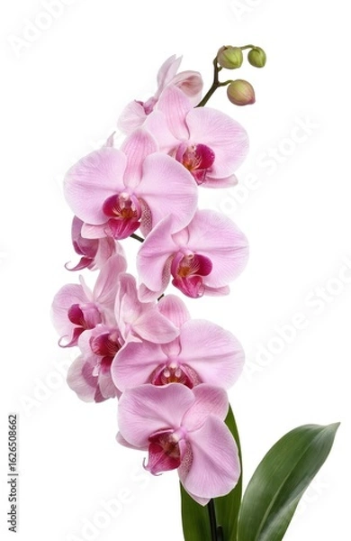Fototapeta Pink orchid flower in full bloom on green stem with white petals. Elegant, delicate, graceful design. Single, beautiful, lovely, charming floral arrangement with vibrant colours, soft hues, gentle