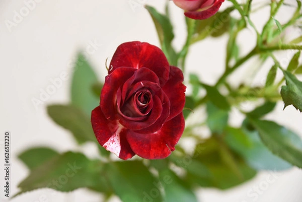 Fototapeta スプレーばら