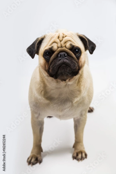 Fototapeta dog on a light background close-up. Pug.