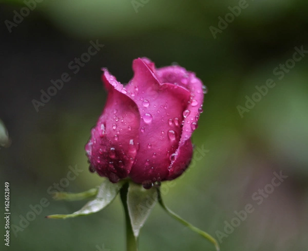 Obraz rose pink and water drops