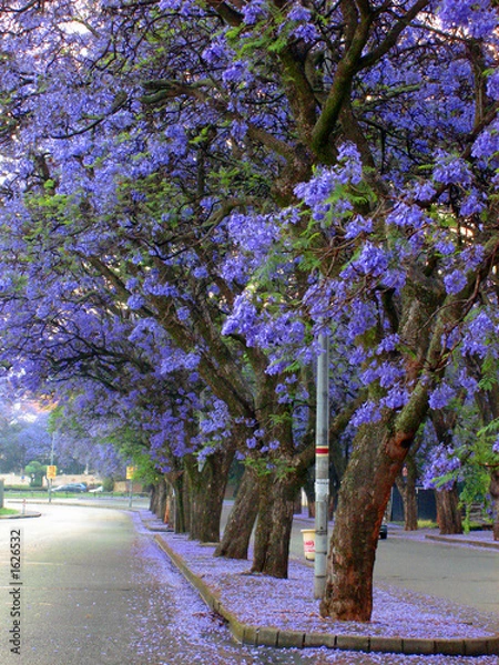 Obraz summer in joburg