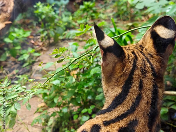 Fototapeta back view of Leptailurus serval's head with black ears in the zoo