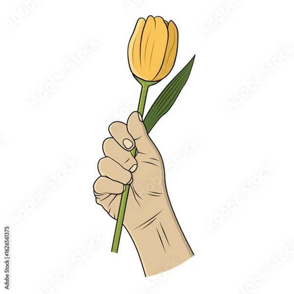 Obraz Hand holding a tulip flower. Vector design