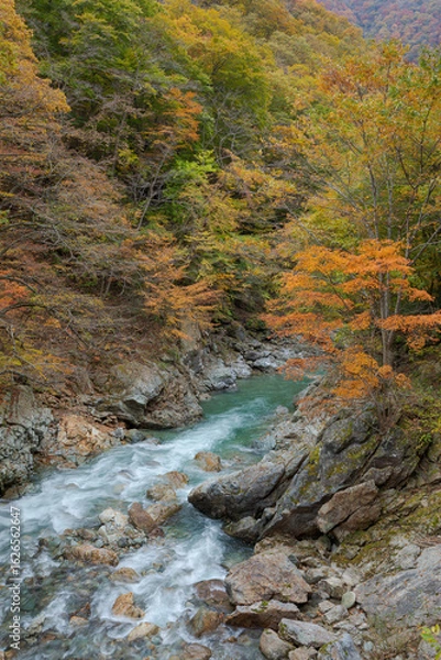 Fototapeta 渓流の紅葉