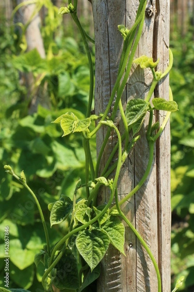 Obraz Beans, Bohnen, Stangenbohnen in einem Nutzgarten