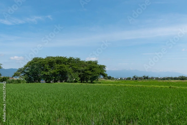 Fototapeta 湖畔の田んぼと青空　滋賀県草津市　琵琶湖に通じる平湖